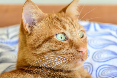 Brown Domestic Cute Cat Relaxing on the Bed at its Owner's House. Cute Pet with Detailed Head and Beautiful Green Eyes.の写真素材