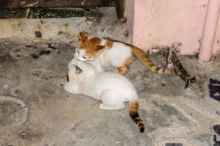 Two Little Cats Playing with Each Other and Bonding in Traditional Streets. Siblings Play with each otherの写真素材