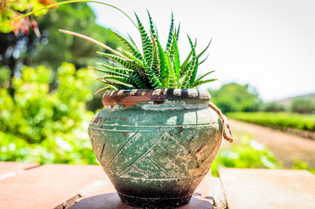 Close Up of an Old Ceramic Pot with a Wild Green Flower. Countryside Background in Greece.の写真素材