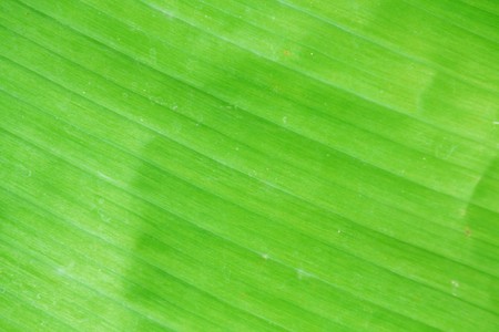 Green banana leafの写真素材