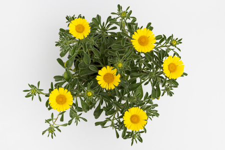 yellow flower on white background. Top viewの写真素材