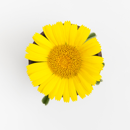 yellow flower on white background. Top viewの写真素材