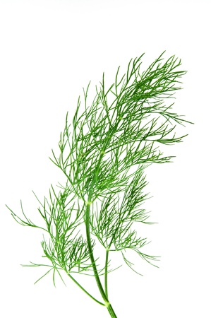 branch of fresh green dill isolated over whiteの写真素材