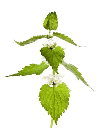 White Deadnettle (Lamium album) isolated over whiteの写真素材