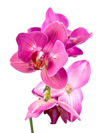 purple orchid phalaenopsis over white background.の写真素材