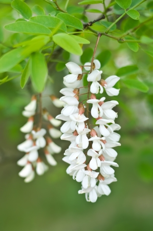 Robinia pseudoacacia. Close up of flowers raceme.の写真素材