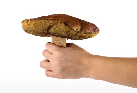 hand holds a big ceps mushroom over white backgroundの写真素材