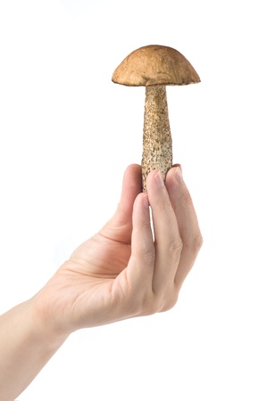 hand holds a Leccinum mushroom over white backgroundの写真素材