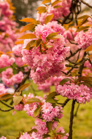 cherry blossom in spring time, close-up of pink flowersの写真素材