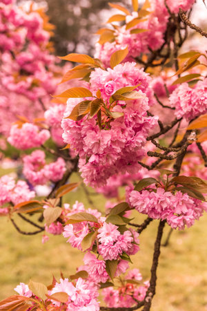 Beautiful pink sakura blossom in spring time. Nature backgroundの写真素材