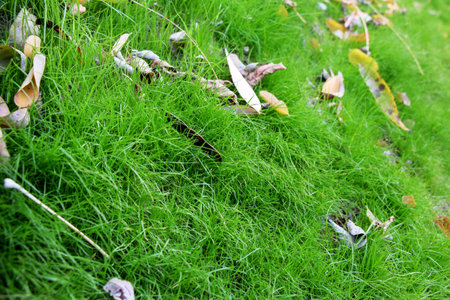 Green grass in autumn with leaves