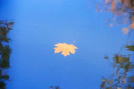 Autumn leaf texture on waterの写真素材