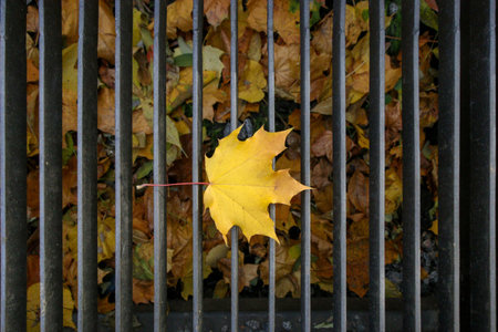 Autumn texture of leaves on the lattice