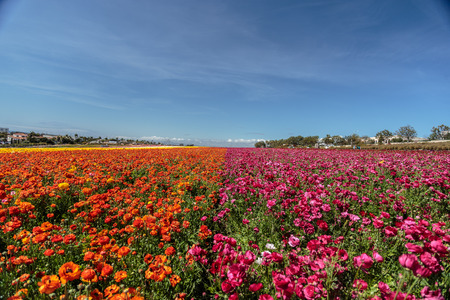 Flower fieldの写真素材