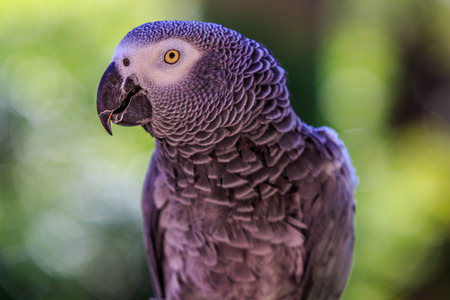 gray parrotの写真素材