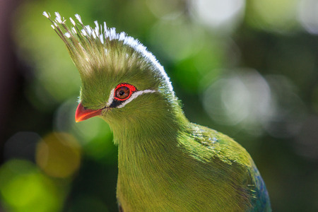 south america green birdの写真素材