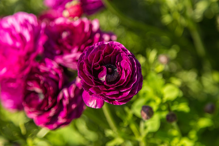 Purple Flowerの写真素材