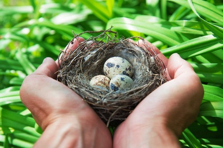the man holding a nest with eggsの写真素材