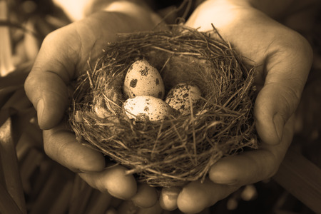 Man holding a nest with quail eggsの写真素材