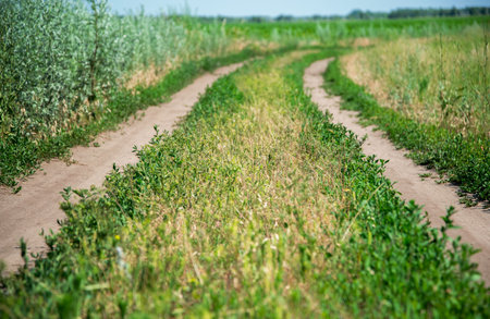 Rural road on a sunny day. Low depth of field in this image
