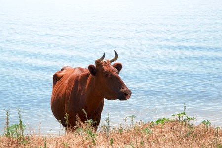 Red Cow close-up on the river bankの写真素材