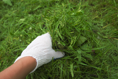 Hand in a white glove on the grass background. Little depth of field.の写真素材