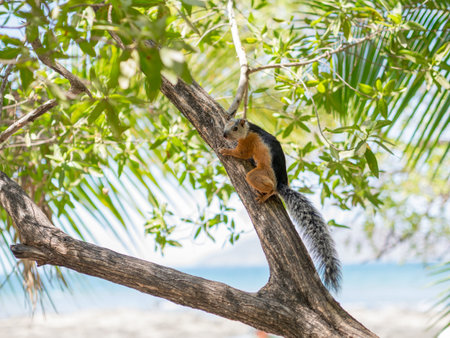 Sciurus on a Tree in Costa Ricaの写真素材