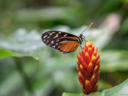 Butterfly in the Garden, Monteverde, Costa Ricaの写真素材