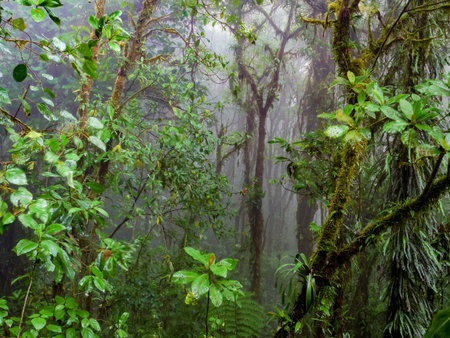 Trekkin tour in the near of Monteverde, Costa Rica