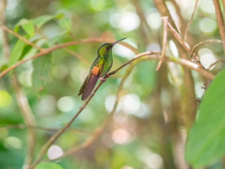 Humminbird in the Cloud forest of Monteverde, Costa Ricaの写真素材