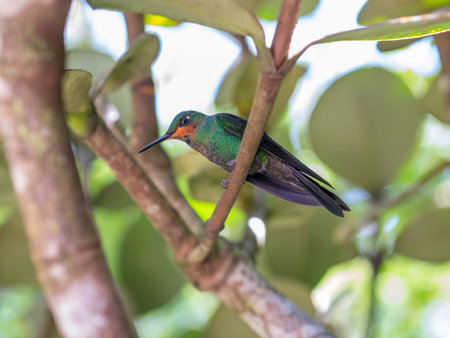Humminbird in the Cloud forest of Monteverde, Costa Rica