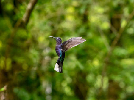 Humminbird in the Cloud forest of Monteverde, Costa Ricaの写真素材