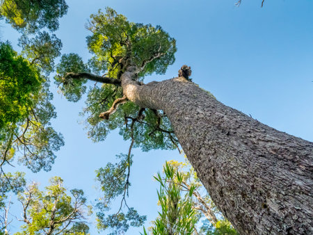 Big trees near Pucon, South America, Chileの写真素材