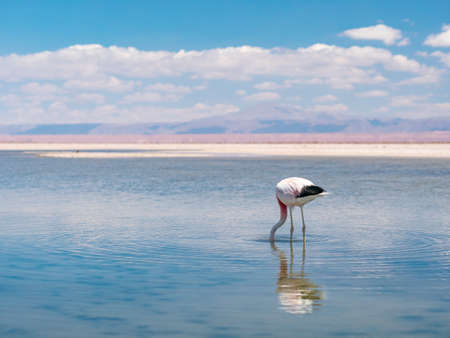 Salar de Atacama and Laguna Chaxa in the near of San Pedro de Atacama, Chileの写真素材