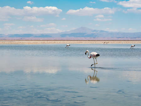 Salar de Atacama and Laguna Chaxa in the near of San Pedro de Atacama, Chileの写真素材