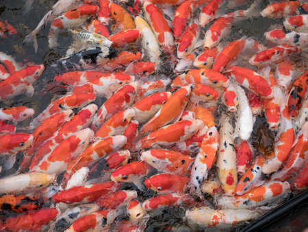 Fancy carp or koi fish swimming at pond in the garden home.の写真素材