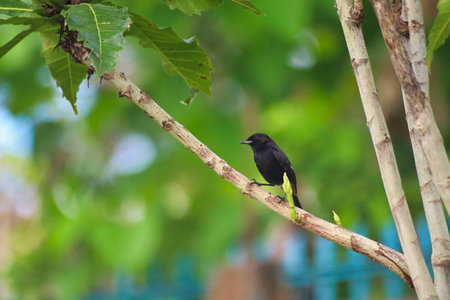 birds, paradise