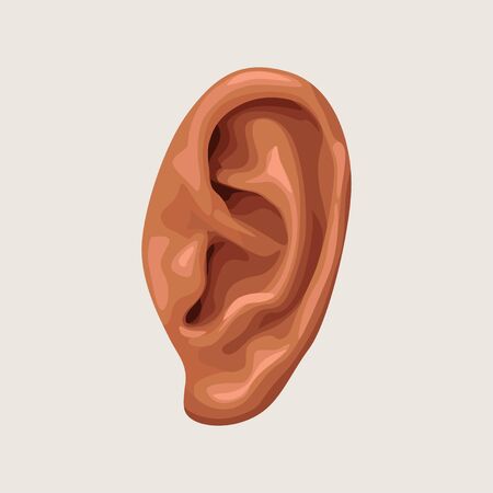 human ear on white backgroundのイラスト素材