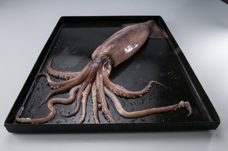 Octopusの写真素材