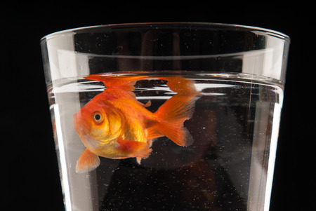 Fishの写真素材