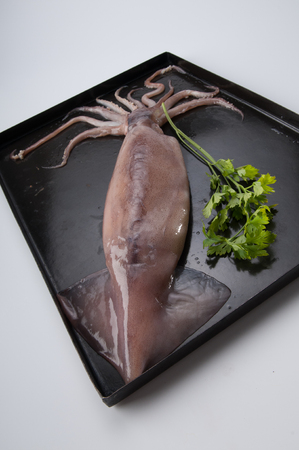 Octopusの写真素材