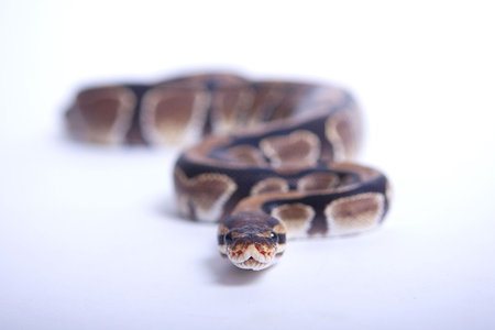 King Python