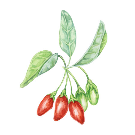 Several goji berries on the branch with leaves Watercolor illustration. Hand-drawn clipart of licium barbarum fruits, leaves. Design for printing, packaging, cards, postersの写真素材