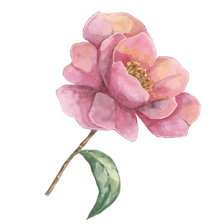 Camelia japonica in watercolor. Single pink fully bloomed flower with leaves. Clipart for canvas art, phone cases, textile design, wedding invitations, wall decals, greeting cards, cosmeticsの写真素材
