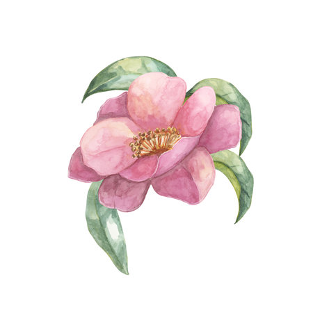 A close-up of a Camellia flower in full bloom with surrounding leaves, depicted in watercolor. The intricate pink petals and lush foliage are perfect for apparel design, home decor, or digital printsの写真素材