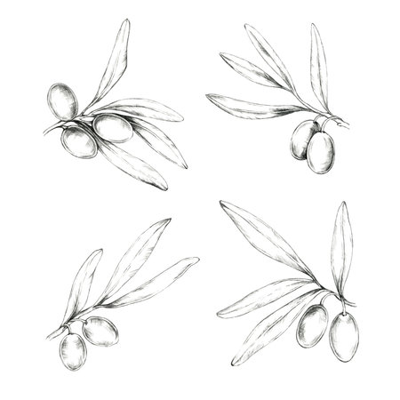 Set of four detailed olive branches with olives and leaves. Isolated Pencil drawing clipart for use in packaging designs for olive oil, natural soaps, and Mediterranean-inspired cosmetic productsの写真素材