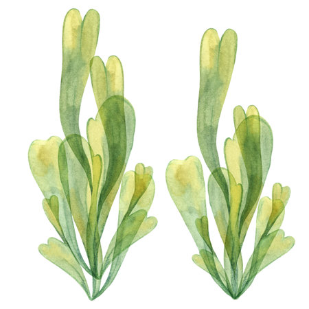 Two sea grapes algae illustrations in yellow green colors. Watercolor kelp, seaweed with delicate...