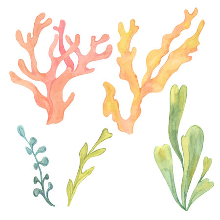 Collection of yellow and green watercolor seaweed with orange and red corals in various shapes. Hand drawn watercolor algae clipart for marine-themed designs, adding diverse underwater vegetationの写真素材