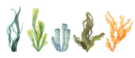 A mix of watercolor coral, sea tube sponge and seaweed clipart in green, blue, and orange tones....