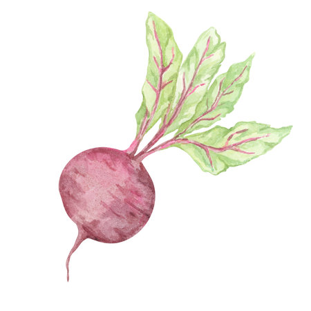 A single beetroot with a round, deep magenta bulb and vibrant green leaves, painted in watercolor. This vegetable clipart is perfect for recipe books, kitchen-themed prints, organic product packagingの写真素材